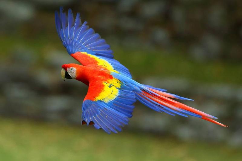 Colorful Parrots